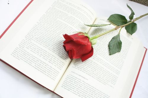 Rožė, Gėlė, Knyga, Raudona, Žodžiai