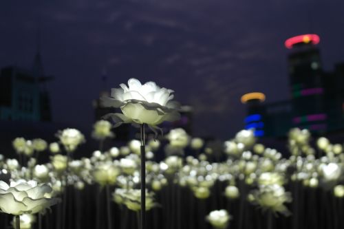 Rožė, Dirbtinis, Gėlės, Naktinis Dangus, Dongdaemun Dizaino Aikštė, Baltos Rožės, Naktinis Vaizdas