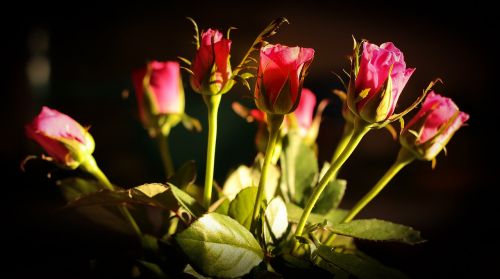 Rožė, Raudonos Rožės, Raudona, Gėlė, Romantiškas, Meilė