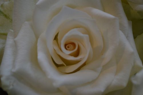 Rožė, Širdis, Balta, Gėlė, Pavasaris, Balta Gėlė