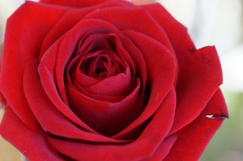 Rožė, Raudona, Raudona Roze, Gėlė, Žiedas, Žydėti, Išaugo Žydėti, Augalas, Romantiškas, Valentino Diena, Romantika, Vestuvių Dieną