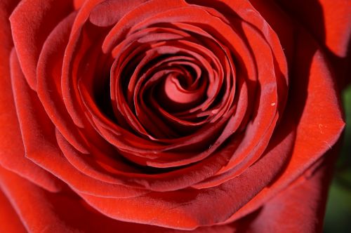 Rožė, Raudona, Raudona Roze, Gėlė, Žiedas, Žydėti, Išaugo Žydėti, Augalas, Romantiškas, Valentino Diena, Romantika, Vestuvių Dieną