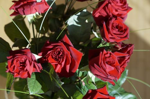 Rožė, Raudona, Raudona Roze, Gėlė, Žiedas, Žydėti, Išaugo Žydėti, Augalas, Romantiškas, Valentino Diena, Romantika, Vestuvių Dieną, Puokštė, Meilė, Aš Tave Myliu