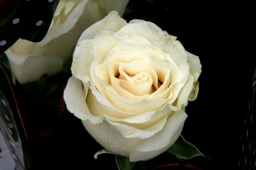 Rožė, Balta, Žiedlapiai