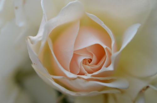 Rožė, Balta Rožė, Gėlė, Augalas, Balta, Vestuvės, Festivalis