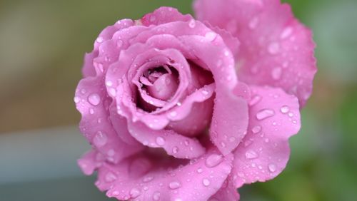 Rožė, Gėlė, Rožinis, Aromatingas, Rožinė Rožė, Fotografija, Gražus, Spalva, Erškėčių, Rožė, Australia, Brisbane