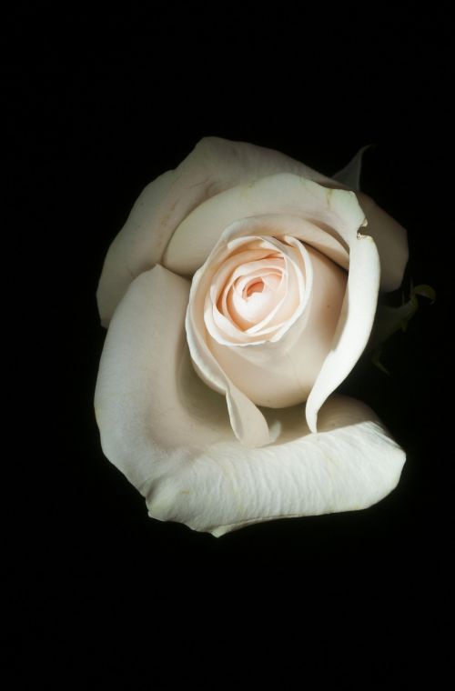 Rožė, Balta, Gėlė, Gėlių, Romantika, Žiedas, Elegantiškas, Apdaila