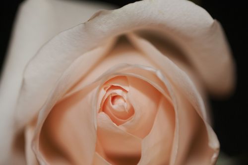 Rožė, Rosa, Gėlė, Romantika, Dekoruoti, Žiedas, Romantiškas, Valentine