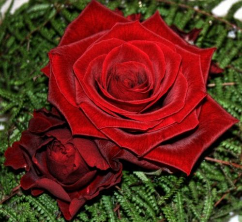 Rožė, Raudona, Augalas, Gamta, Romantiškas, Raudona Roze, Gėlė, Išaugo Žydėti, Grožis, Meilė, Džiaugsmas, Uždaryti