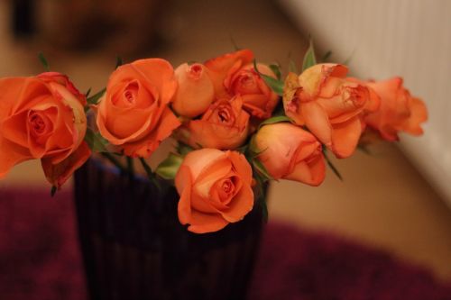 Rožė,  Gėlė,  Oranžinė,  Korsažas