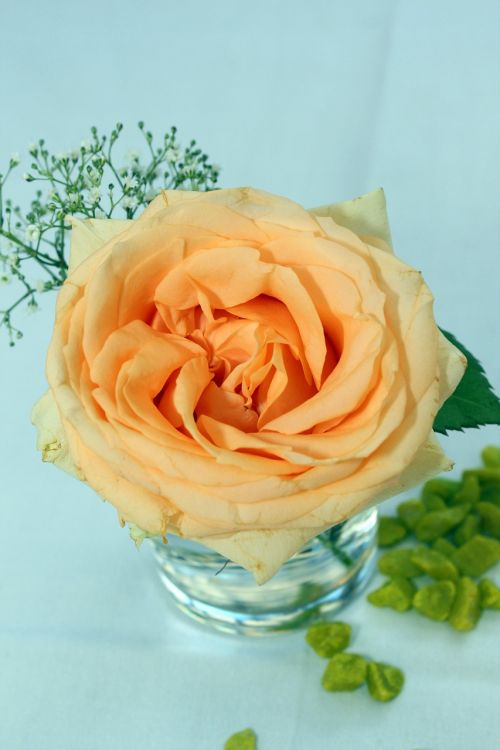 Rožė, Oranžinė, Stalo Dekoravimas, Gėlių Susitarimas, Gėlės