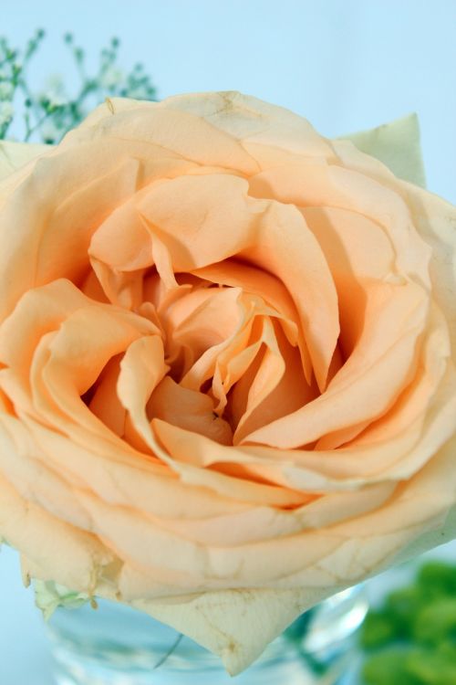 Rožė, Oranžinė, Stalo Dekoravimas, Gėlių Susitarimas, Gėlės
