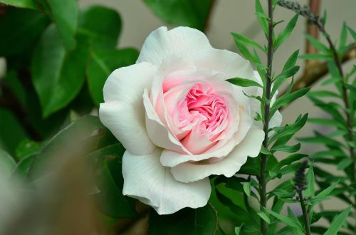 Rožė, Balta Rožė, Išaugo Žydėti, Švelnus, Rožinis, Kvepianti Rožė