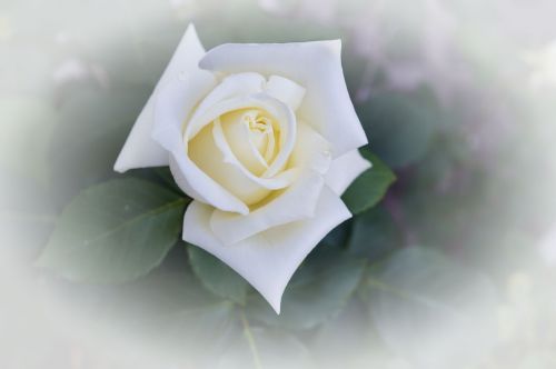 Rožė,  Balta,  Gamtos Gėlė,  Gamta,  Gėlė,  Išaugo Žydėti
