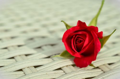 Rožė, Raudona Roze, Romantiškas, Išaugo Žydėti, Grožis, Balta, Uždaryti, Atskirai, Meilė, Romantika