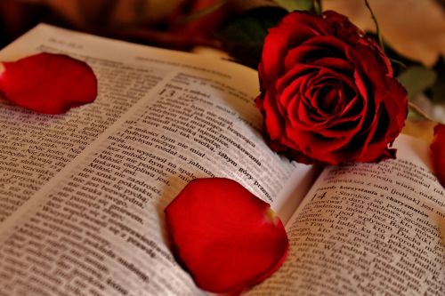 Rožė, Raštai, Dievas, Popierius, Rožių Žiedlapiai