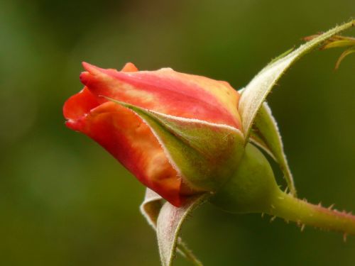 Rožė, Rosebud, Žiedas, Žydėti, Gražus, Kvapas, Žiedlapis, Budas, Flora, Oranžinė