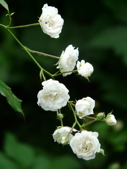 Rožė, Balta, Krūmas Rožė, Visiškai Baltas, Gėlės, Flora, Budas