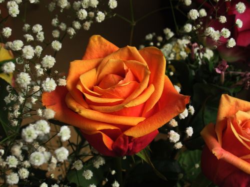 Rožė, Meilė, Sėkmė, Ačiū, Apdaila, Festivalis, Flora, Valentino Diena