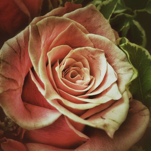 Rožė, Gėlės, Rožės, Meilė, Flora