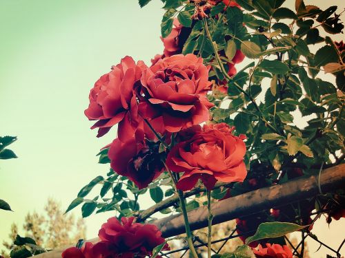Rožė, Gėlė, Dangus, Tvora, Retro, Romantika, Romantiškas