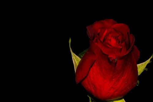 Rožė, Rožių Žydėjimas, Gėlė, Raudona Roze