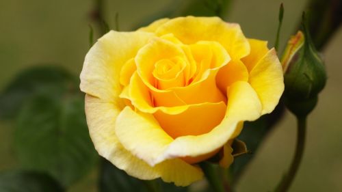 Rožė, Huang Rose, Geltona Gėlė