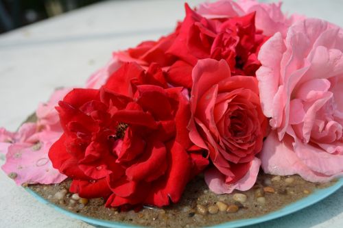 Rožė, Gėlės Dekoracijos, Fonas