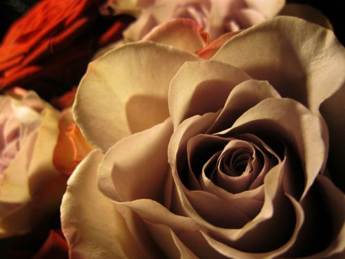 Rožė, Išaugo Žydėti, Romantika, Rožinis, Gražus, Gėlė, Meilė