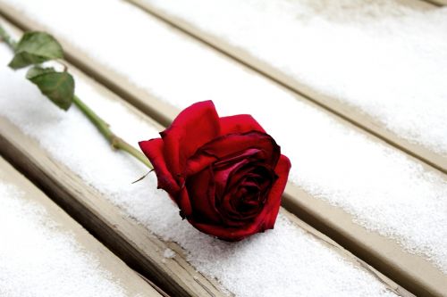 Rožė, Žiema, Sniegas, Gėlė, Raudona, Romantika, Romantiškas
