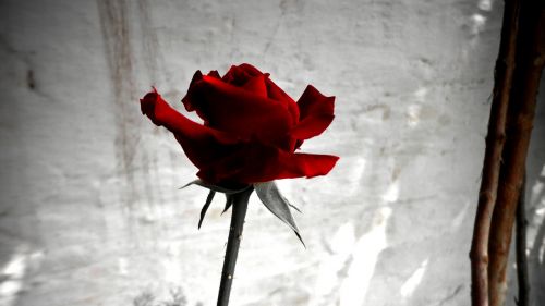 Rožė, Raudona, Gėlė, Raudonos Rožės, Laukinė Rožė, Laukinė Raudona Rožė, Rožių Žydėjimas, Valentines, Gražus, Augalas, Gėlės