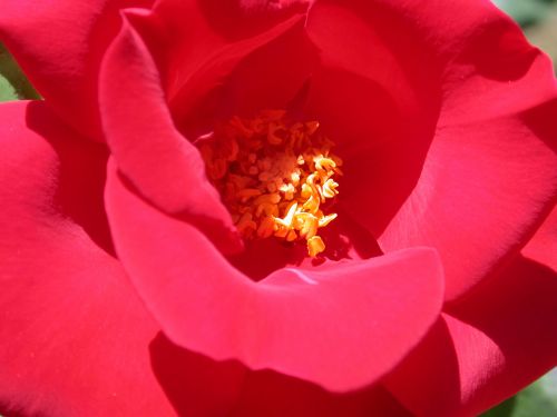 Rožė,  Raudona,  Gėlė,  Išaugo Atvira Širdis
