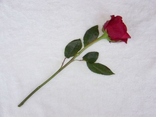 Raudona,  Rožė,  Valentino Diena & Nbsp,  Romantiškas,  Meilė,  Gėlė,  Rožinė Ir Balta Kailio Fone