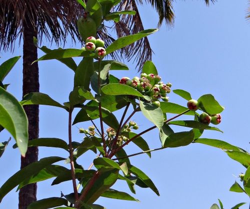 Rožinis Obuolys, Syzygium Jambos, Nesubrendusio, Vaisiai, Atogrąžų, Karnataka, Indija