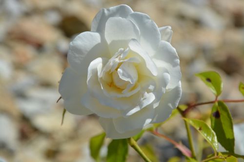 Balta,  Rožė,  Gamta,  Gėlė,  Balta Rožė
