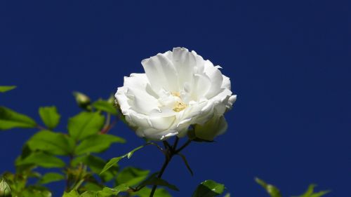 Rožių Žydėjimas, Išaugo Žydėti, Gėlė, Balta, Vestuvės, Baltos Rožės, Balta Rožė