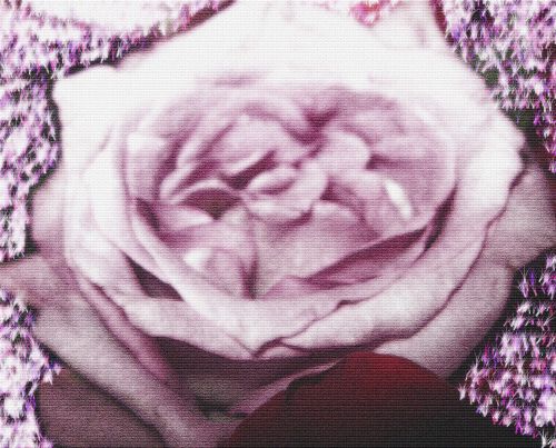 Rožė,  Gėlė,  Rožių Žiedai B