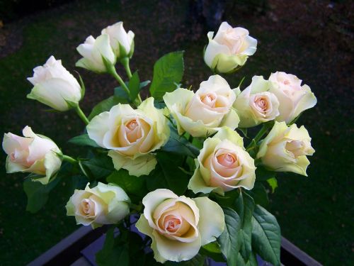 Rožių Puokštė, Balta Rožinė, Supjaustytos Gėlės