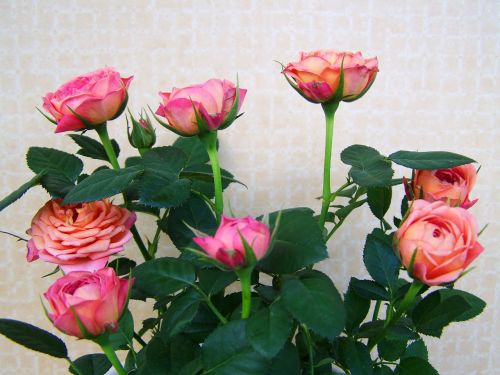 Rožių Puokštė, Rožinės Gėlės, Skintos Gėlės