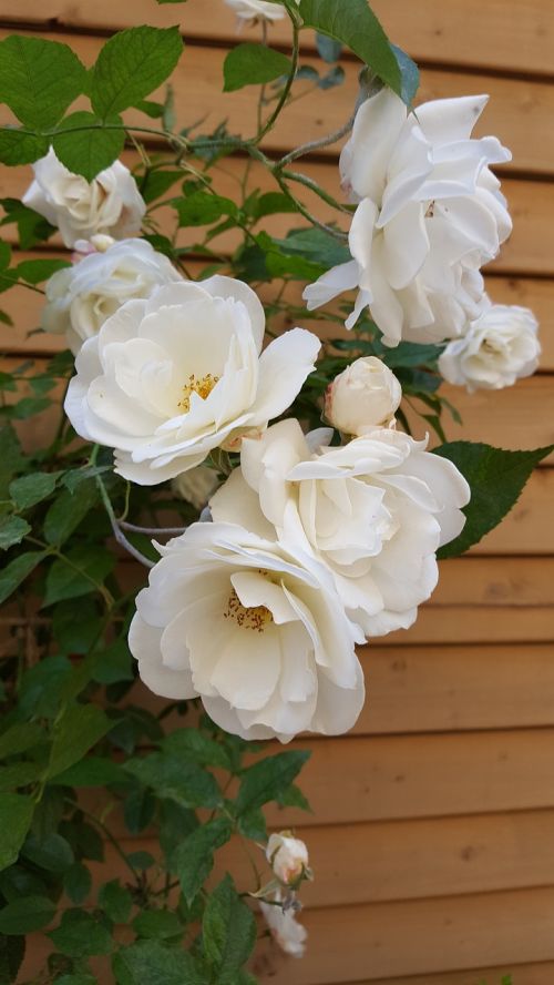 Rožių Krūmas, Balta Rožė, Kaimo Kiemas