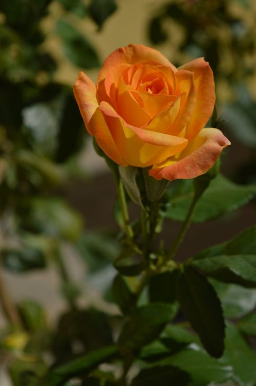 Rožių Krūmas, Geltona, Neryškus, Gėlė, Rosa