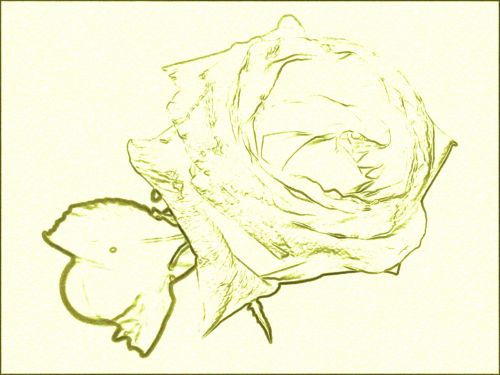 Gėlė,  Rožė,  Abstraktus,  Rožių Kontūras