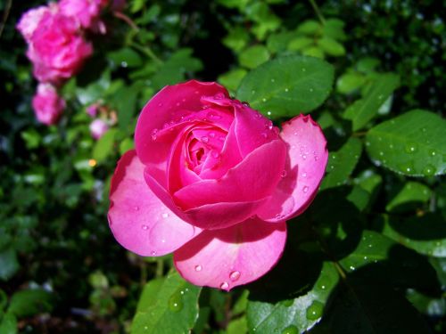 Rose Esőcseppes, Rožinis, Sodas