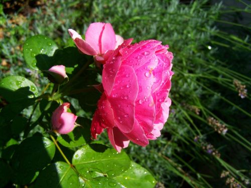 Rose Esőcseppes, Rožinis, Sodas