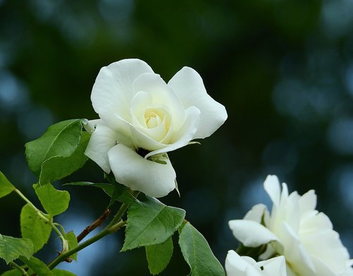 Rožė,  Balta Rožė,  Pobūdį,  Pavasaris