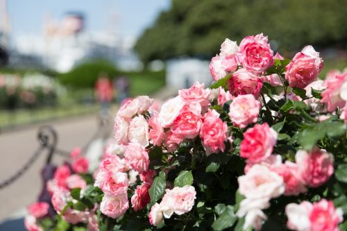 Rožių Sodas, Japonija, Rožė