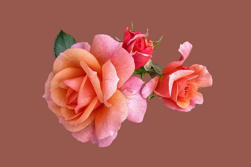 Rožės, Rožinė Apricola, Izoliuotas, Fonas, Gėlės