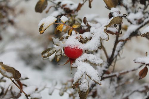 Rožinė Hip Pirmas Sniegas, Raudonos Uogos