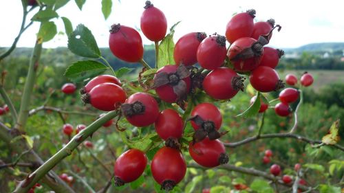 Rožinė Hip Rožės-Vaisiai, Raudona, Pieva, Populiarus, Teefrucht
