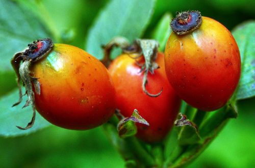 Rožinė Hip Hiffen, Rožių Obuoliai, Haegen, Hee, Hetschivenas, Hetscherl, Avilys, Hetschepetsche, Haw, Wiepeldornas, Riešutų Vaisiai